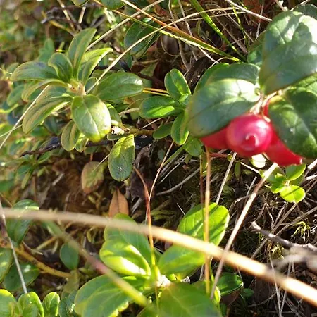 Berggasthof Karlbauer