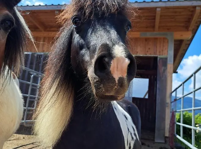Berggasthof Karlbauer Guest house