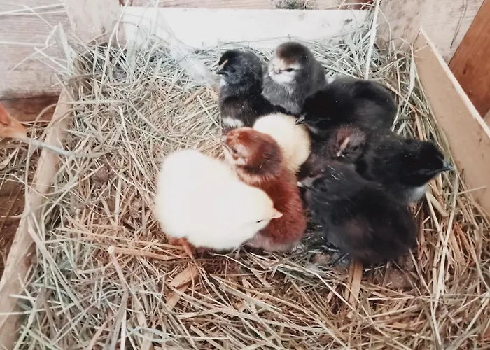 Berggasthof Karlbauer Guest house 3*