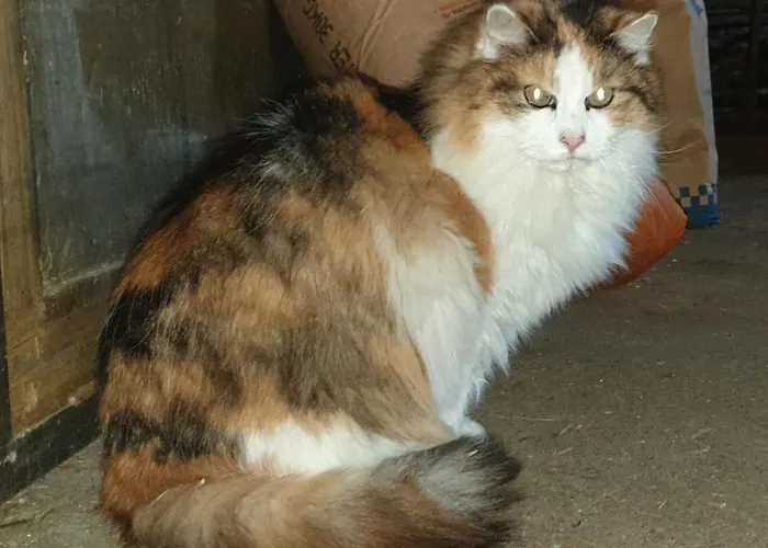 Guest house Berggasthof Karlbauer 3*